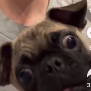 Meet your Posher, Lily